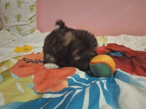 Pablo álomgazdiját várja! - kép 4