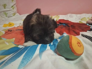 Pablo álomgazdiját várja! - kép 5