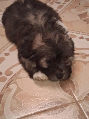 Pablo álomgazdiját várja! - kép 6