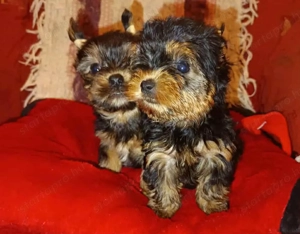 Yorkshire Terrier kiskutyák