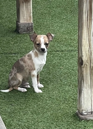 Csivava kiskutyák eladók