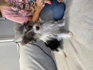 Biewer yorkie fiú 