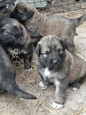 Eladó Sarplaninai juhászkutya