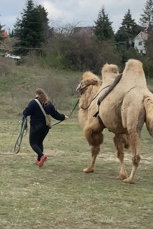 Tevegelési lehetőség! - kép 2