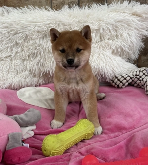 Shiba inu kislány gazdiját keresi 