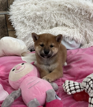 Shiba inu kisfiú gazdiját várja 