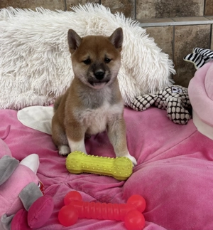 Shiba inu kisfiú gazdisodna 