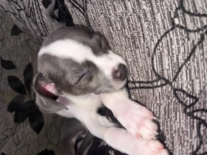 Csivava kölyök kutya  - kép 2