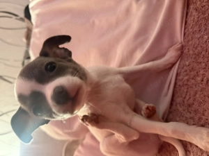 Csivava kölyök kutya  - kép 3