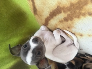 Csivava kölyök kutya  - kép 4