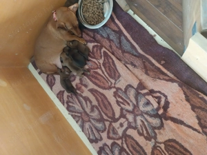 Törpe tacskókiskutyak