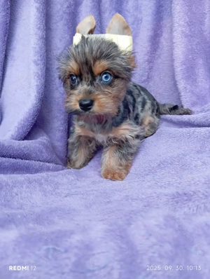 Különleges yorkshire kicsik