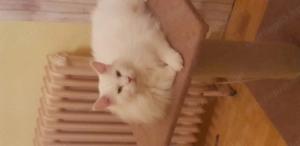 Gazdit keres benti cica - kép 2