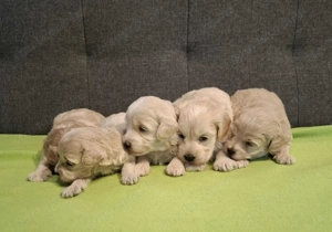 Maltipoo fajtatiszta jellegű kan kiskutyák foglalhatóak - kép 5