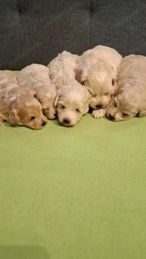 Maltipoo fajtatiszta jellegű kan kiskutyák foglalhatóak - kép 4