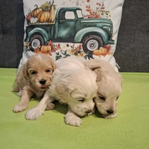 Maltipoo fajtatiszta jellegű kan kiskutyák foglalhatóak - kép 7