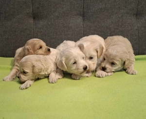 Maltipoo fajtatiszta jellegű kan kiskutyák foglalhatóak - kép 6