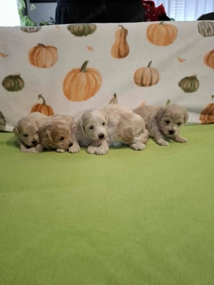 Maltipoo fajtatiszta jellegű kan kiskutyák foglalhatóak - kép 8