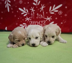 Maltipoo fajtatiszta jellegű kan kiskutyák foglalhatóak - kép 2