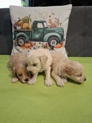 Maltipoo fajtatiszta jellegű kan kiskutyák foglalhatóak - kép 10