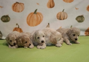Maltipoo fajtatiszta jellegű kan kiskutyák foglalhatóak - kép 9