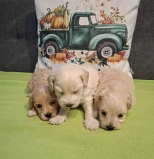 Maltipoo fajtatiszta jellegű kan kiskutyák foglalhatóak - kép 11