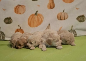 Maltipoo fajtatiszta jellegű kan kiskutyák foglalhatóak - kép 13