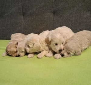 Maltipoo fajtatiszta jellegű kan kiskutyák foglalhatóak - kép 15