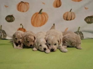 Maltipoo fajtatiszta jellegű kan kiskutyák foglalhatóak - kép 12