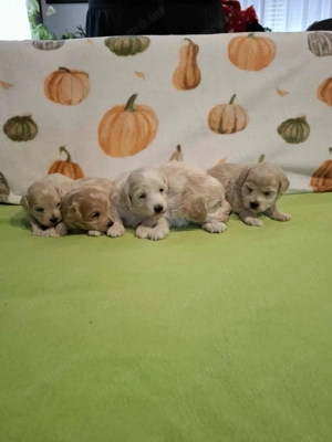 Maltipoo fajtatiszta jellegű kan kiskutyák foglalhatóak - kép 14