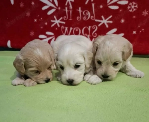 Maltipoo fajtatiszta jellegű kan kiskutyák foglalhatóak - kép 3