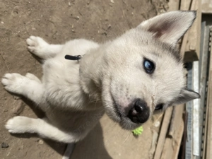 Eladó husky kutyusok