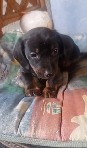 Fekete cser Törpe Tacskók.