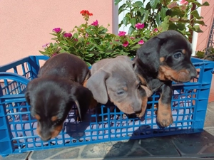 Tacskó kiskutyák eladók