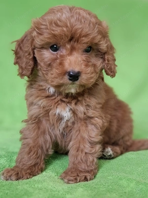 törpe uszkár eladó kiskutyák red poodle 