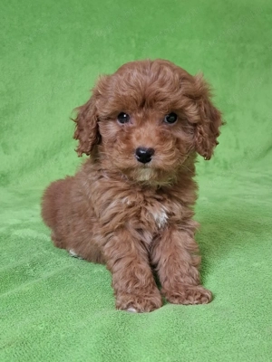 törpe uszkár eladó kiskutyák red poodle  - kép 5