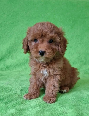 törpe uszkár eladó kiskutyák red poodle  - kép 2