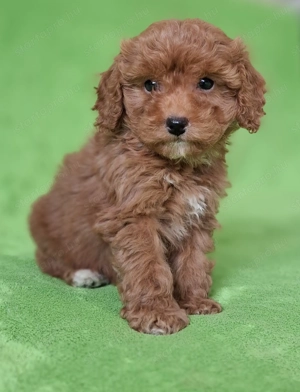 törpe uszkár eladó kiskutyák red poodle  - kép 4