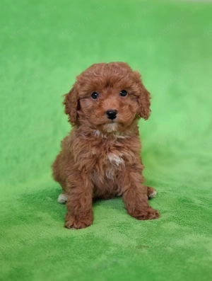 törpe uszkár eladó kiskutyák red poodle  - kép 3