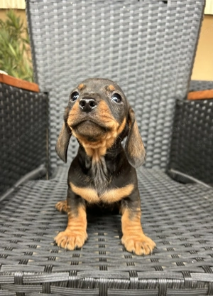 Eladó tacskó kiskutyusok  - kép 7