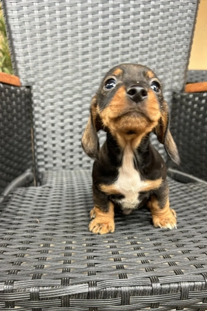 Eladó tacskó kiskutyusok  - kép 11