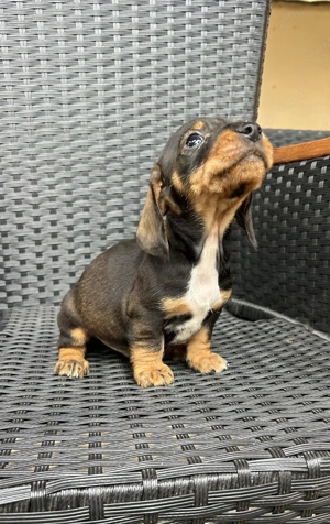 Eladó tacskó kiskutyusok  - kép 10