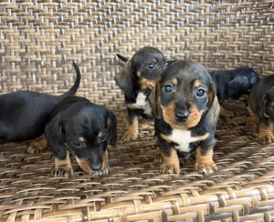 Eladó tacskó kiskutyusok  - kép 9