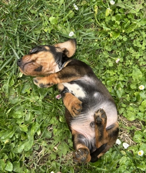 Eladó tacskó kiskutyusok  - kép 13