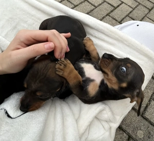 Eladó tacskó kiskutyusok  - kép 5