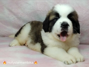 Eladó Bernáthegyi Kiskutyák 