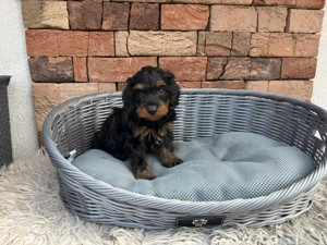 Cockapoo kiskutyák gazdit keresnek