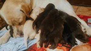 Labrador kölyök kutyák  - kép 6