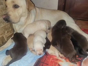 Labrador kölyök kutyák  - kép 15