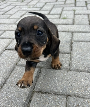 Eladó tacskó kiskutyusok  - kép 12